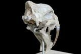 False Saber-Tooth Cat (Hoplophoneus) Skull - South Dakota #78249-2